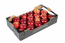 سیب قرمز صادراتی